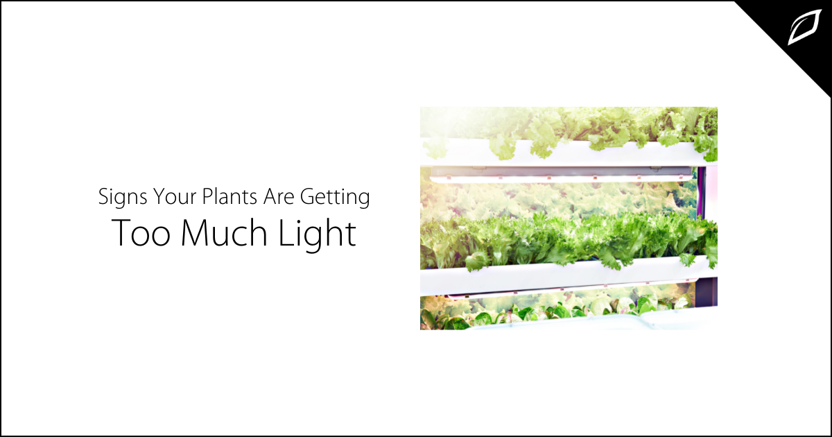 Signs Your Plants Are Getting Too Much Light